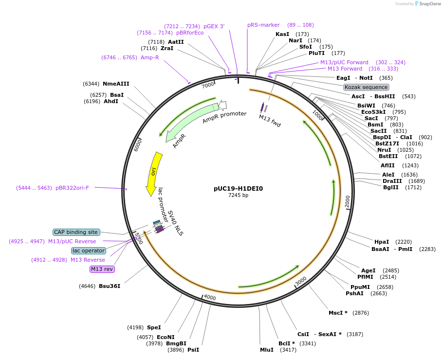 103113-plasmid-map-sequence-id-201872
