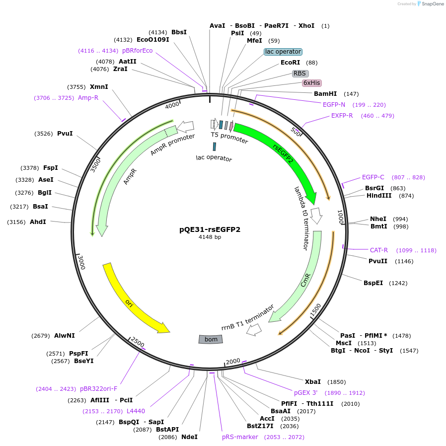 102879-plasmid-map-sequence-id-201876