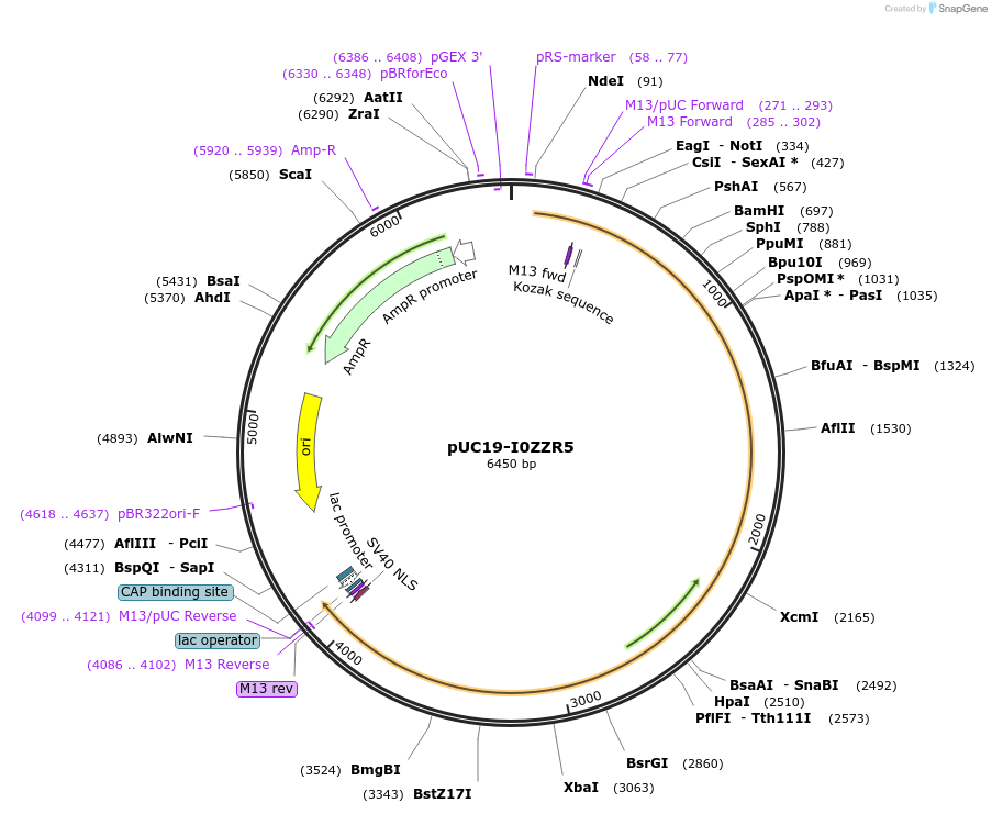 103115-plasmid-map-sequence-id-201877