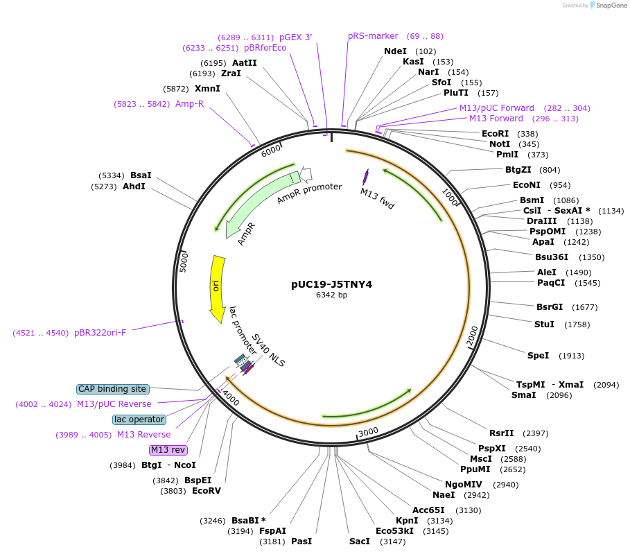 103116-plasmid-map-sequence-id-201878