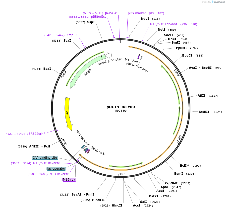 103117-plasmid-map-sequence-id-201879