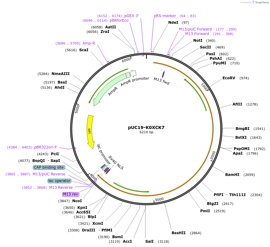 103118-plasmid-map-sequence-id-201880