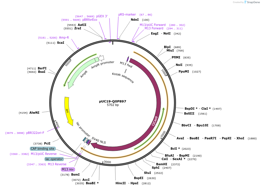 103120-plasmid-map-sequence-id-201882
