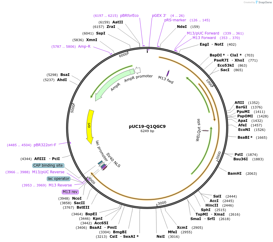 103121-plasmid-map-sequence-id-201883