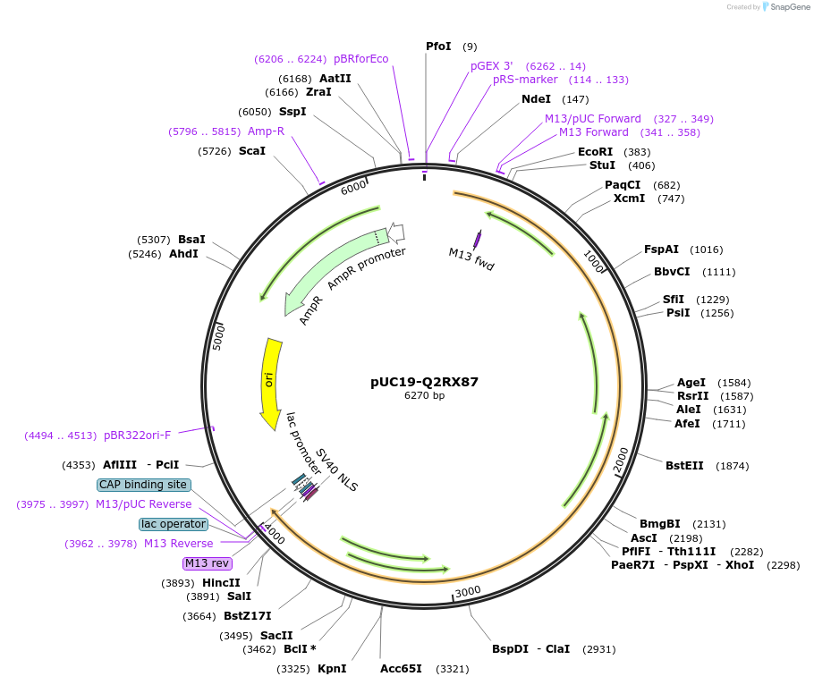 103122-plasmid-map-sequence-id-201884