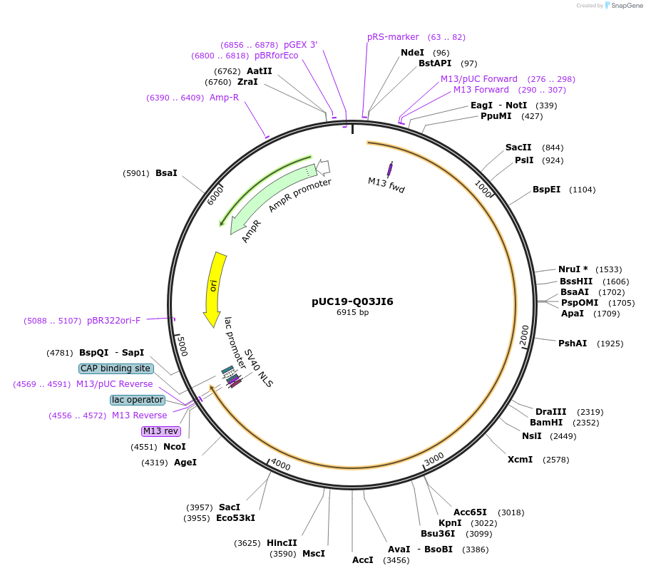 103123-plasmid-map-sequence-id-201885