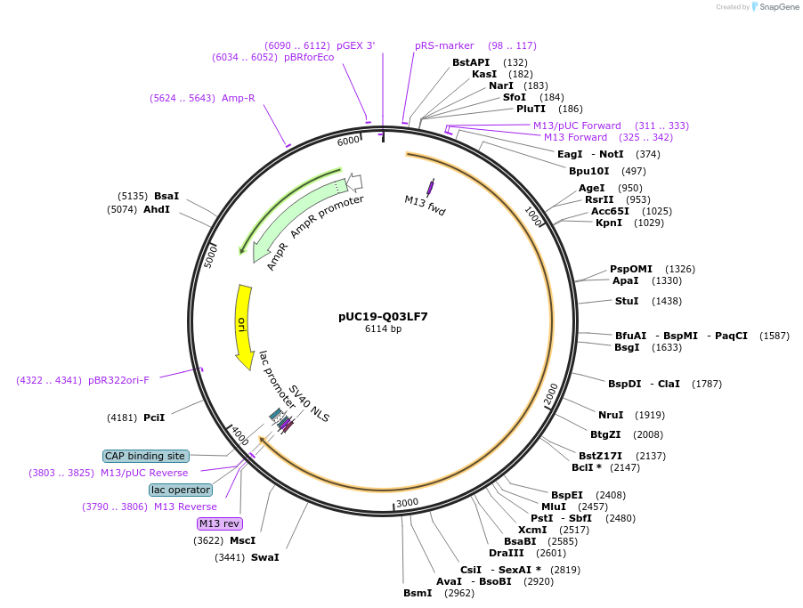 103124-plasmid-map-sequence-id-201886
