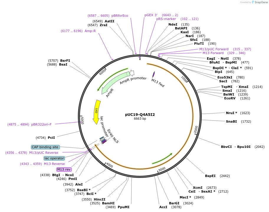 103125-plasmid-map-sequence-id-201888