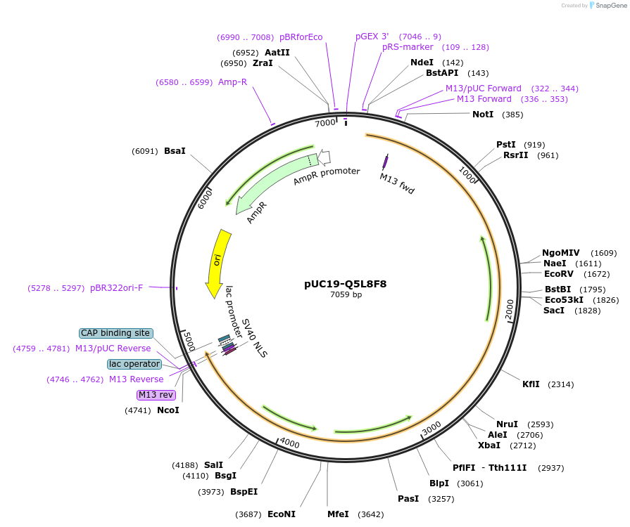 103126-plasmid-map-sequence-id-201889
