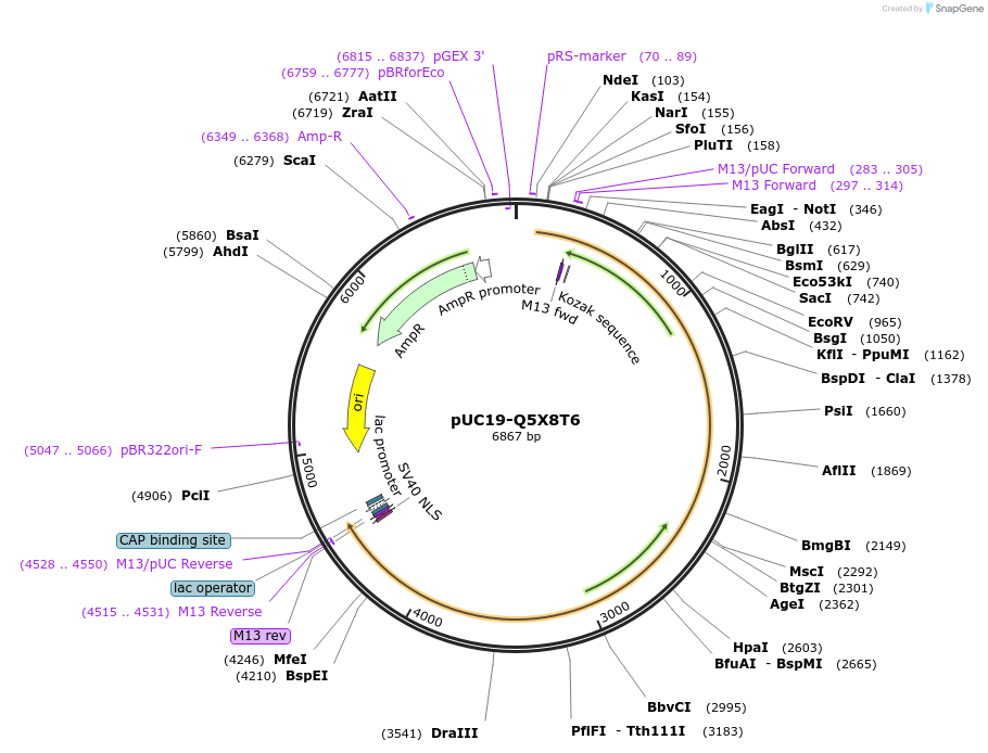 103127-plasmid-map-sequence-id-201890