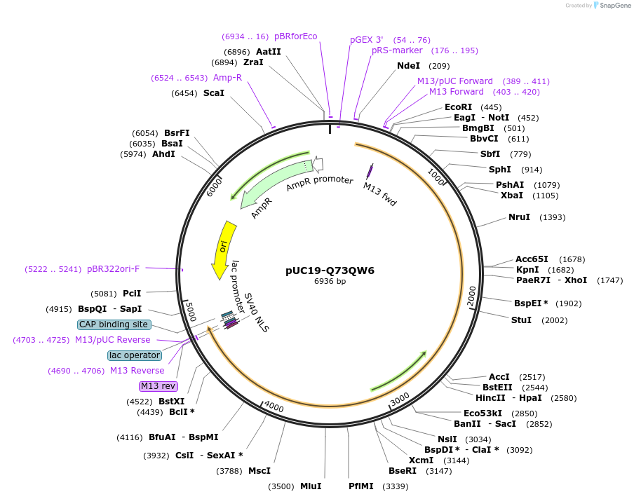 103130-plasmid-map-sequence-id-201894