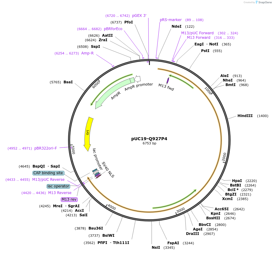 103131-plasmid-map-sequence-id-201895