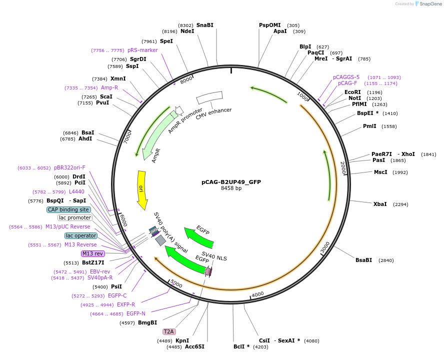 103071-plasmid-map-sequence-id-201896