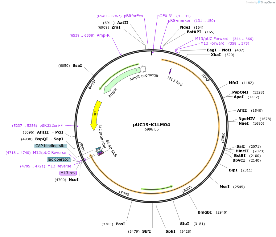 103119-plasmid-map-sequence-id-201919