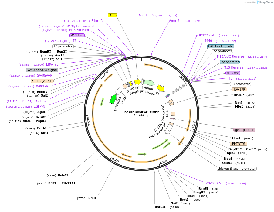 107057-plasmid-map-sequence-id-201959