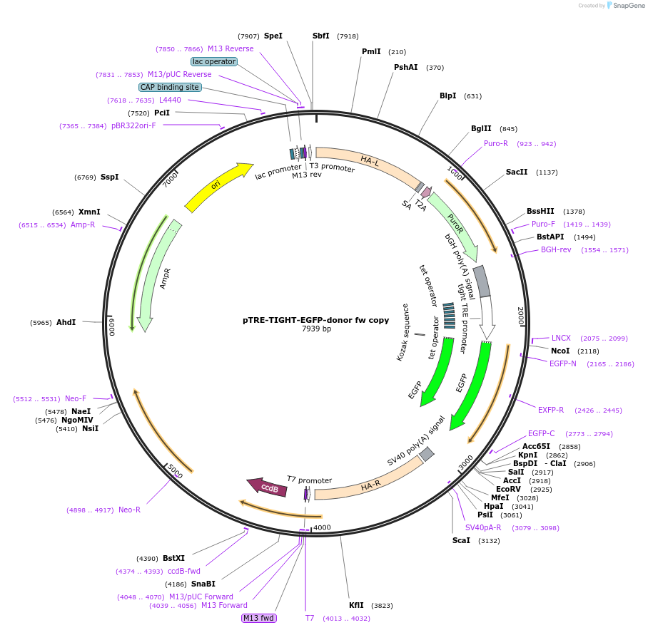 22074-plasmid-map-sequence-id-201966