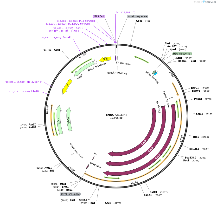 100008-plasmid-map-sequence-id-201983