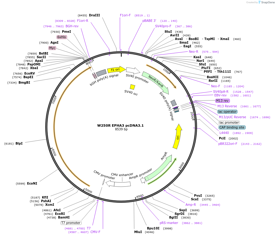 102744-plasmid-map-sequence-id-201994