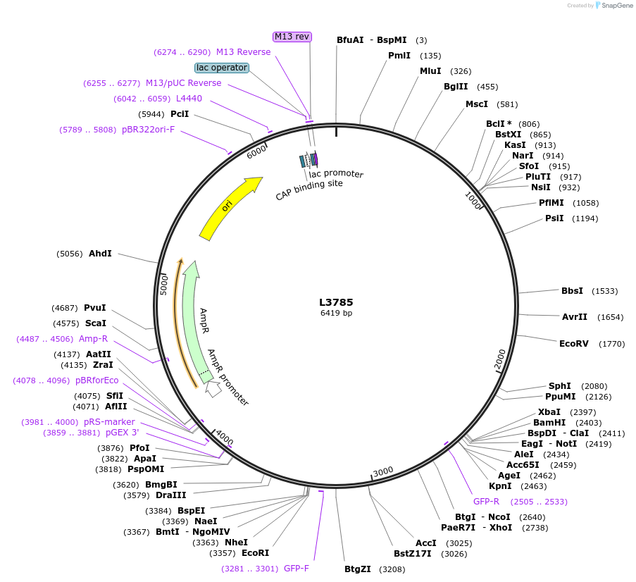 1592-plasmid-map-sequence-id-202