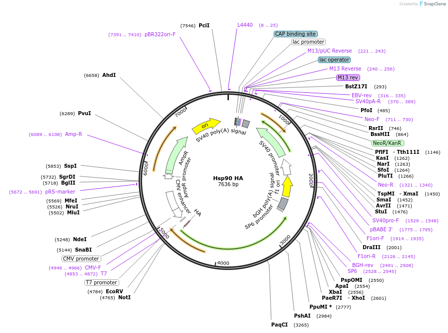 22487-plasmid-map-sequence-id-202011
