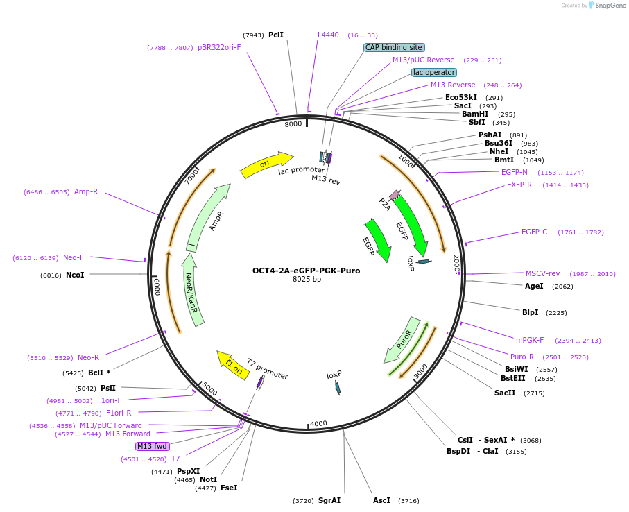 31938-plasmid-map-sequence-id-202019