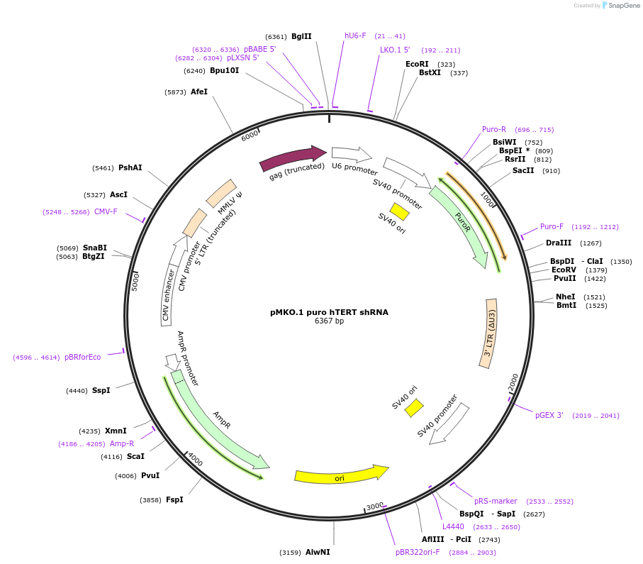 10688-plasmid-map-sequence-id-202021
