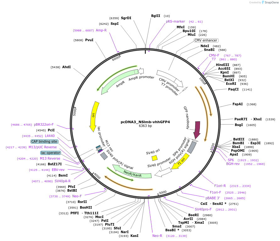 35579-plasmid-map-sequence-id-202025