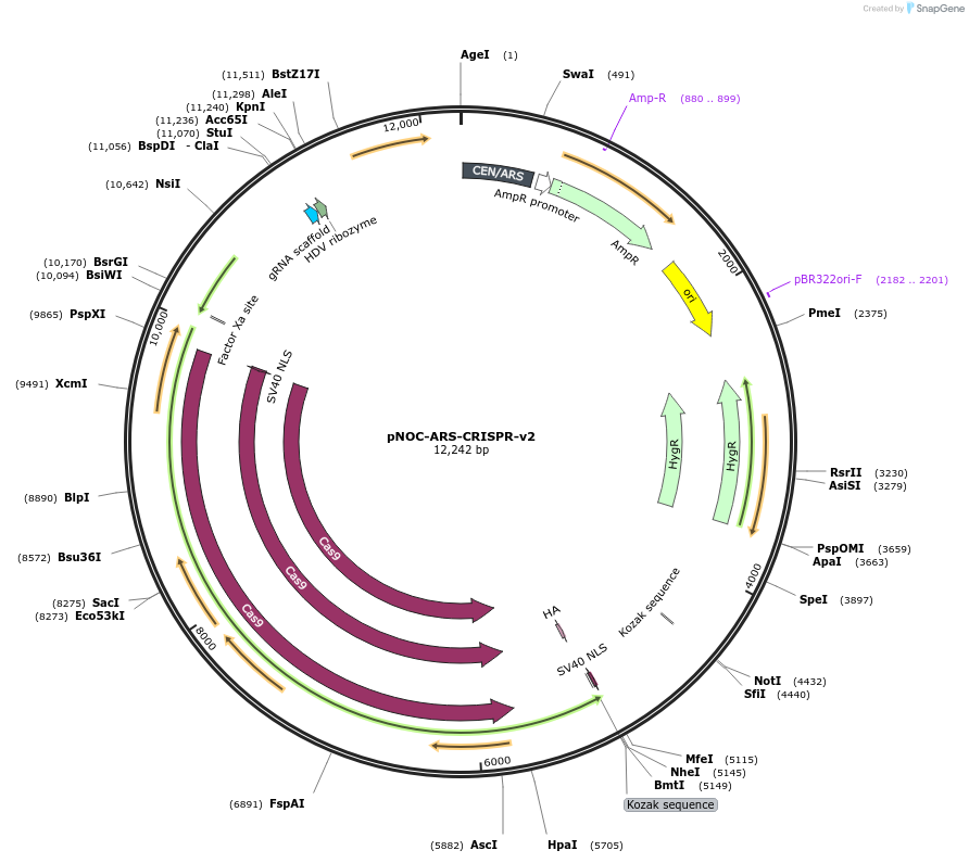 99863-plasmid-map-sequence-id-202029