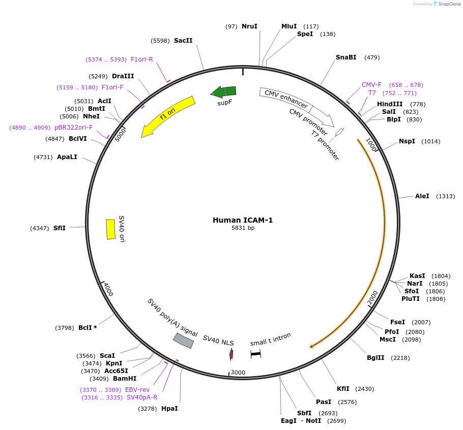8632-plasmid-map-sequence-id-202033