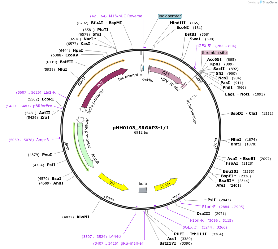 91390-plasmid-map-sequence-id-202051
