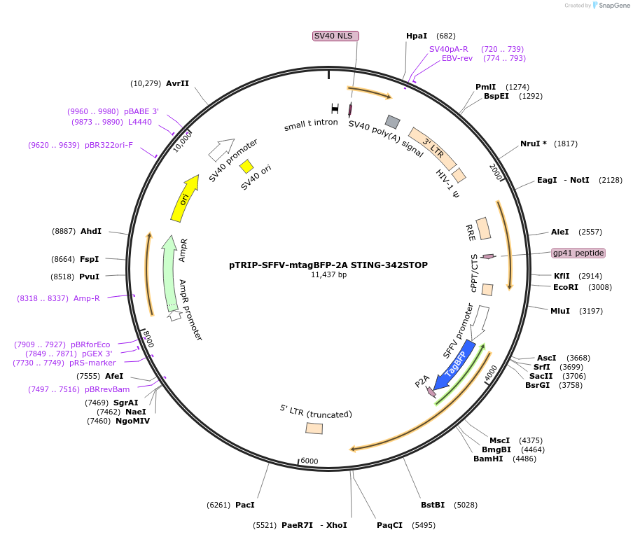 102588-plasmid-map-sequence-id-202060