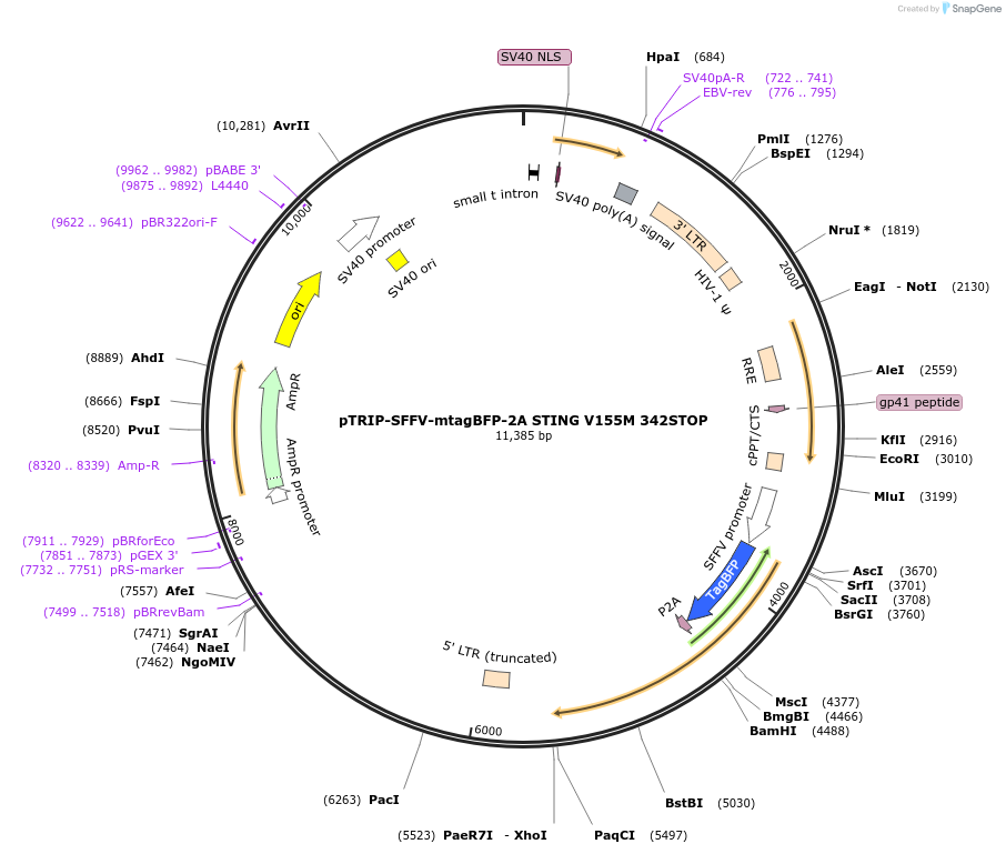 102594-plasmid-map-sequence-id-202065