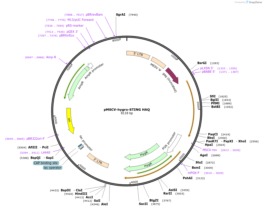 102600-plasmid-map-sequence-id-202121