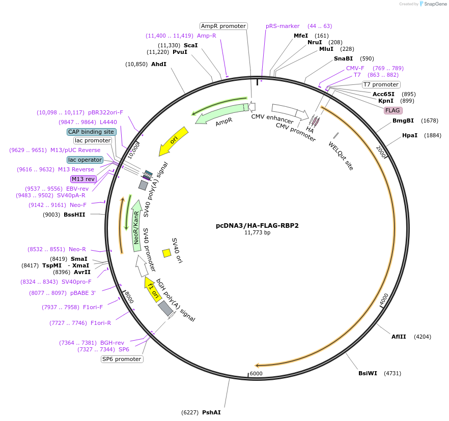 14800-plasmid-map-sequence-id-202124