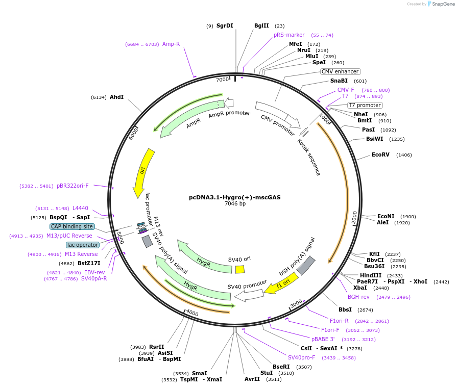 102607-plasmid-map-sequence-id-202130