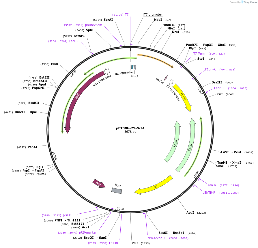 105601-plasmid-map-sequence-id-202161