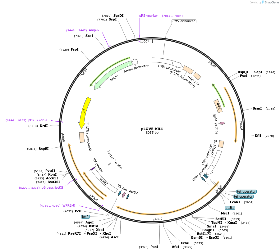 15950-plasmid-map-sequence-id-202166