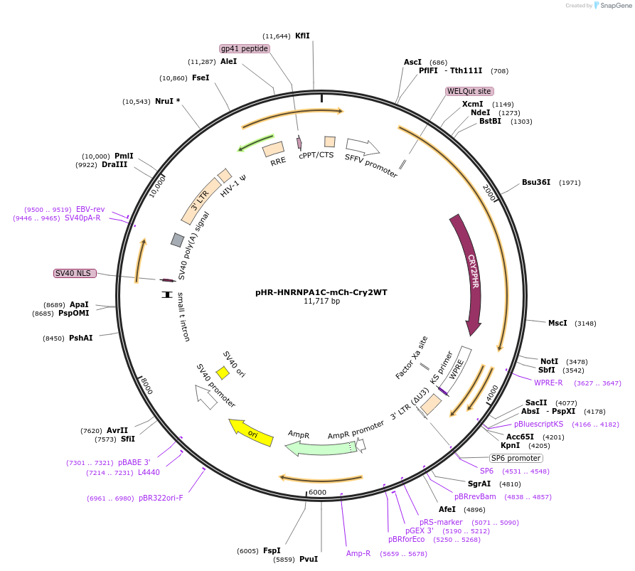 101226-plasmid-map-sequence-id-202174