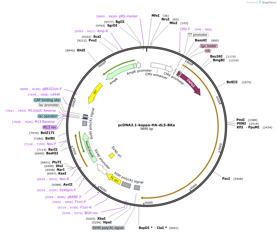 73212-plasmid-map-sequence-id-202198