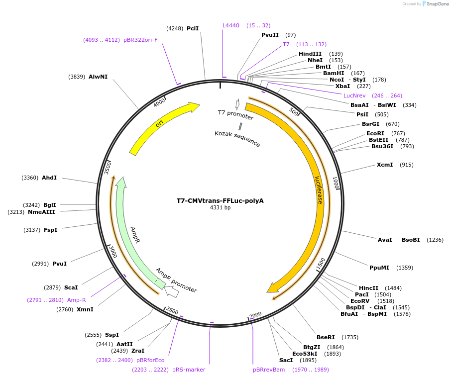 101156-plasmid-map-sequence-id-202216