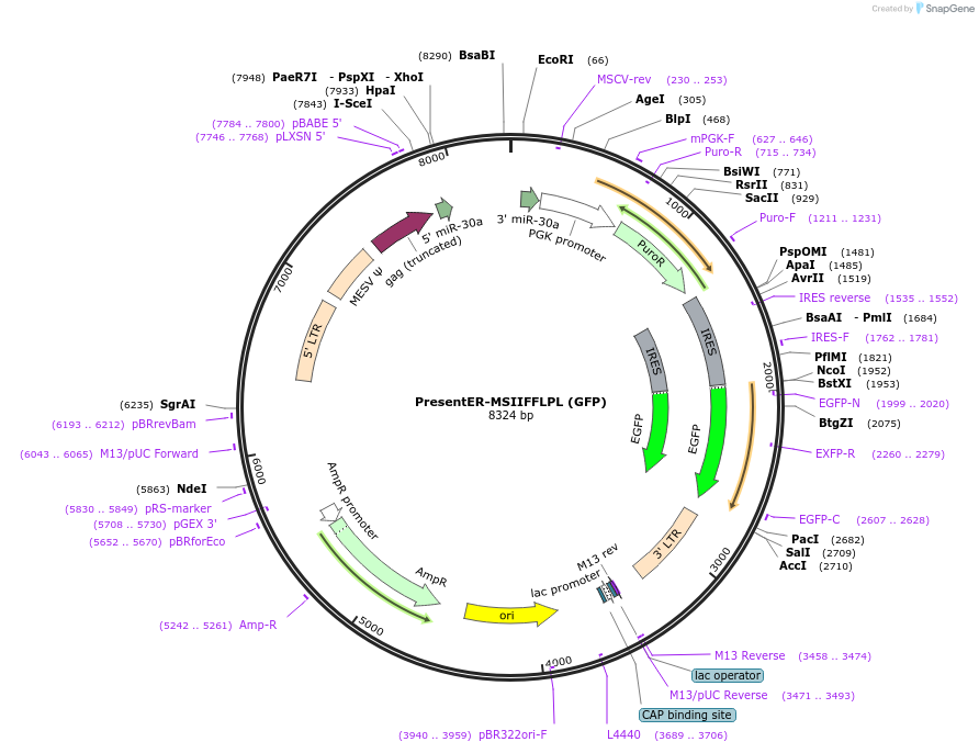 102946-plasmid-map-sequence-id-202278