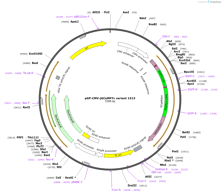 105320-plasmid-map-sequence-id-202284