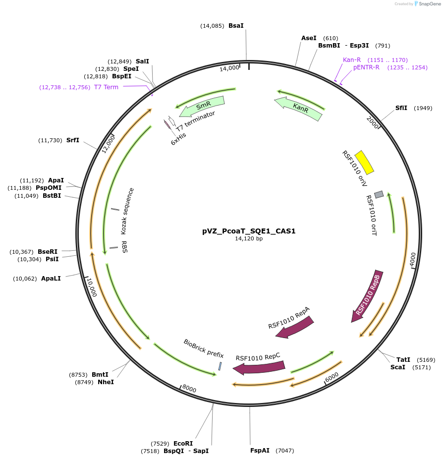 103856-plasmid-map-sequence-id-202299