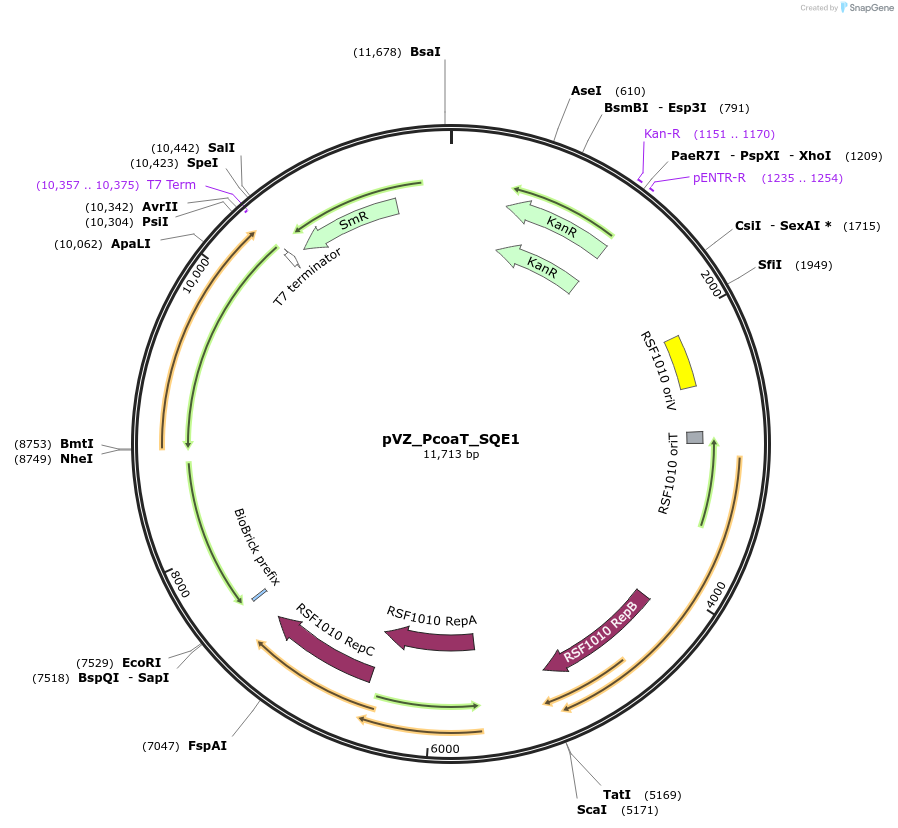 103860-plasmid-map-sequence-id-202305