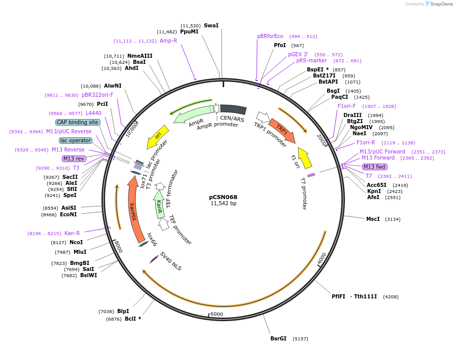 101749-plasmid-map-sequence-id-202306