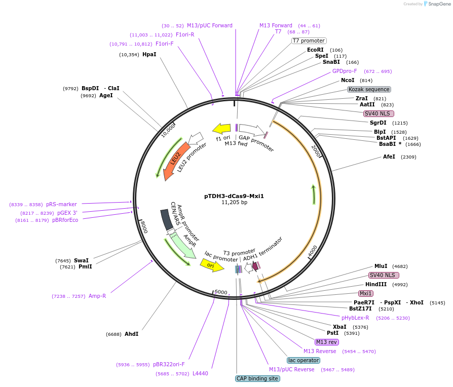46921-plasmid-map-sequence-id-202307