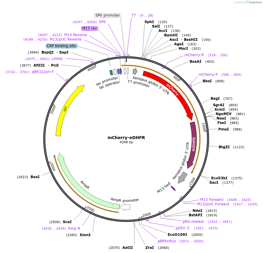 107266-plasmid-map-sequence-id-202324