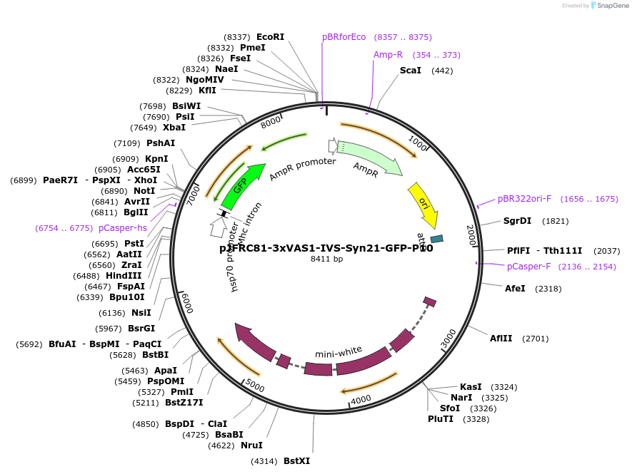 104613-plasmid-map-sequence-id-202327