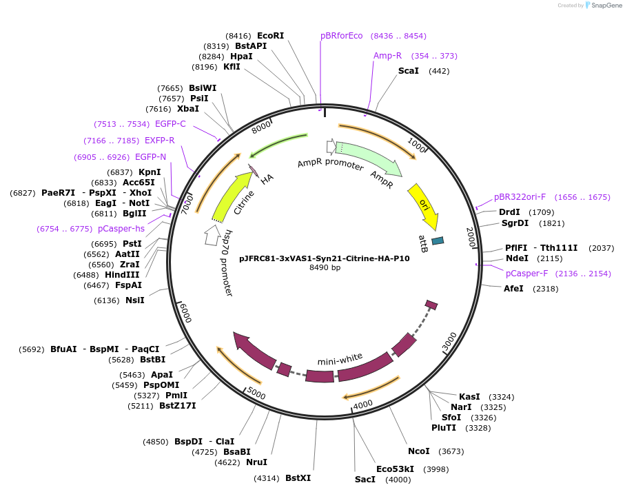 104616-plasmid-map-sequence-id-202336