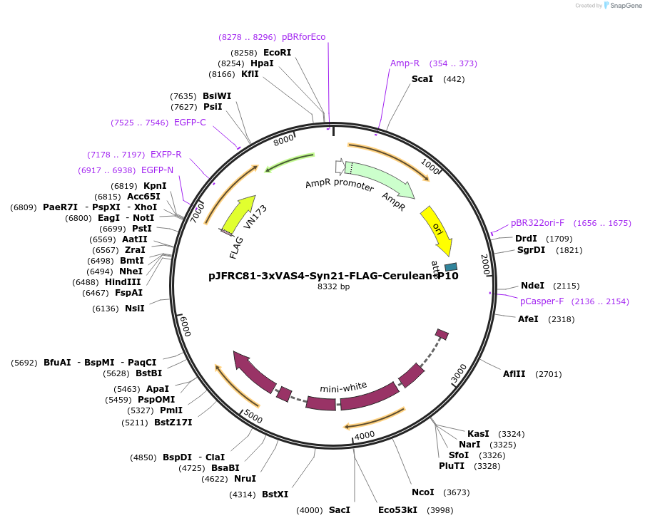 104618-plasmid-map-sequence-id-202338